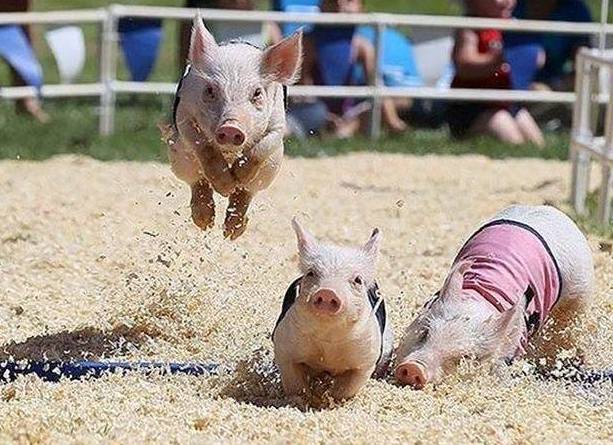 1157589_192455910924291_913180865_n