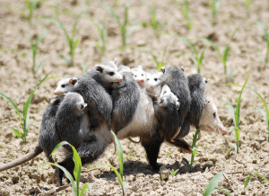 1235122_233813330102917_772169993_n