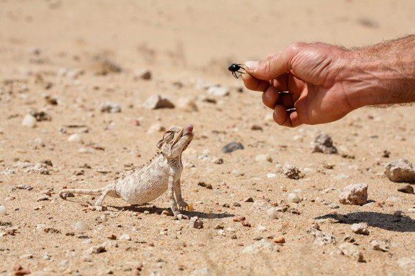 972288_548766028500519_1231557483_n