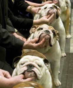 1795740_277911229026460_767669934_n