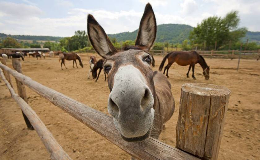 12391166_565599063591007_2331216404097365064_n