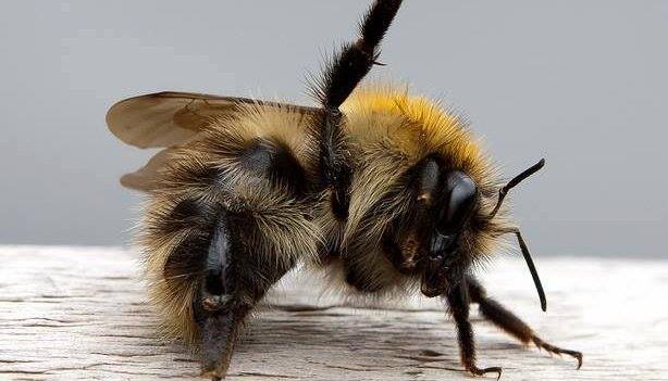 11694921_610603042423942_6661096843325189287_n