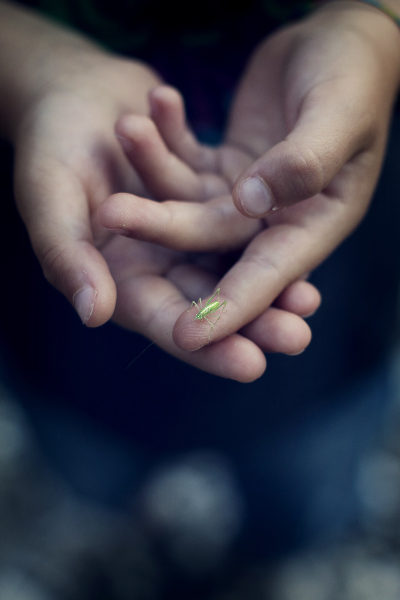 grasshopper-619398_1920