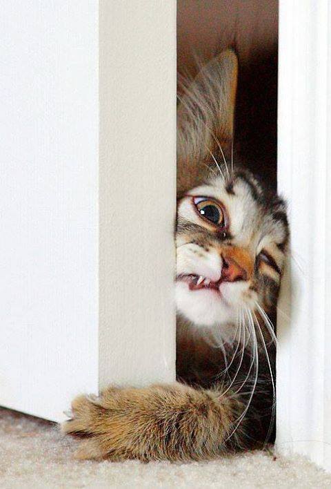 19642635_867499756734268_5247784492568783142_n